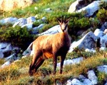 Hunting Chamois in Europe